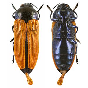 Castiarina parallelipennis, PL2746B, male, EP